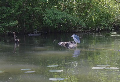 Kvakoš kulí oči, tolik "bab" ještě neviděl