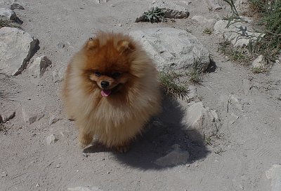 Vyskytuje se zde i toto neznámé zvíře