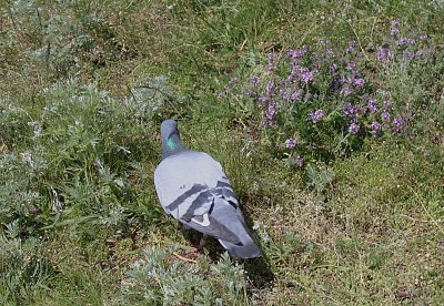 Potkali jsme holuba pálavského