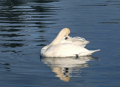 Labutí ranní toaleta