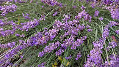 Překrásně levandulová, voňavě fialová