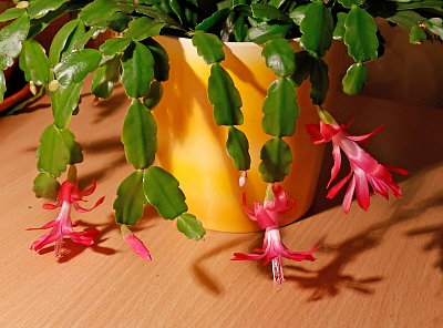 Můj popletený vánoční kaktus ...