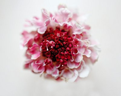 Růžovou ti krinolínu koupím dítě mé ...*