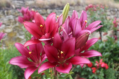 Plné krásných kytek