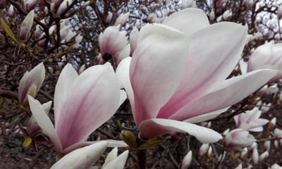 magnolie