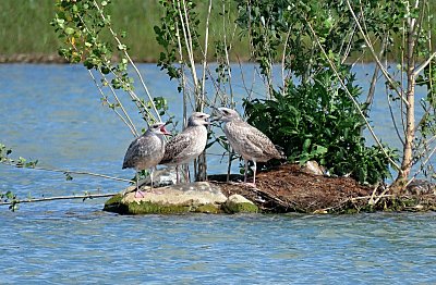 Mami, tati, máme hlad