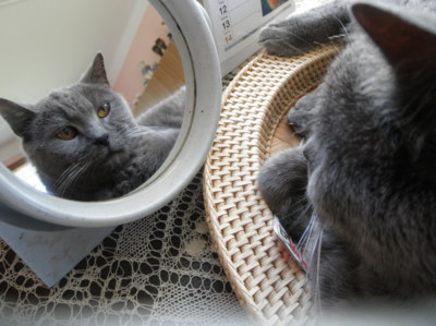 Kočičí prázdniny