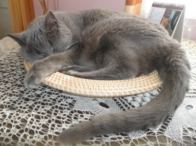 Kočičí prázdniny