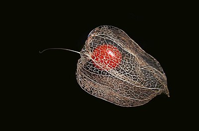 Mochyně,  židovská třešeň