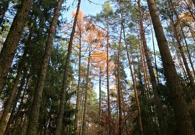 Podzimní toulky Lesní cestou