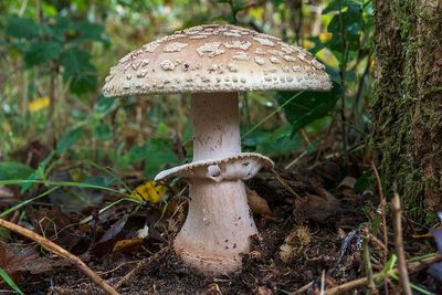 Muchomůrka růžovka.jpg