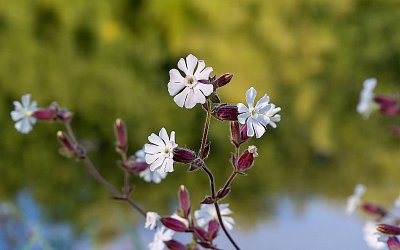 Silenka rozsochatá*