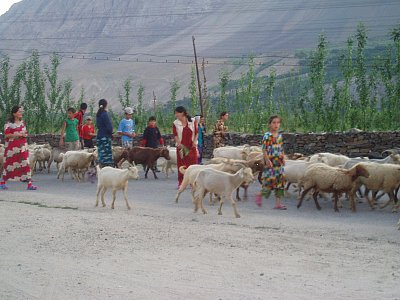 Návrat z pastvy.JPG