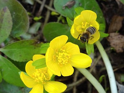 Neděle,neneděle,sbíráme...