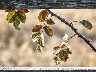Nedělní okénko poezie