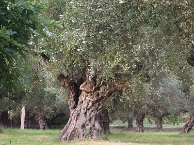 Olivovník na Zakynthosu