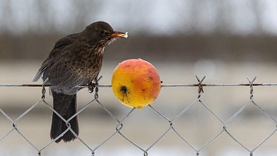 Ovocná svačinka ...