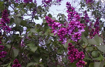 Pozdrav zatím ještě vzdáleného jara