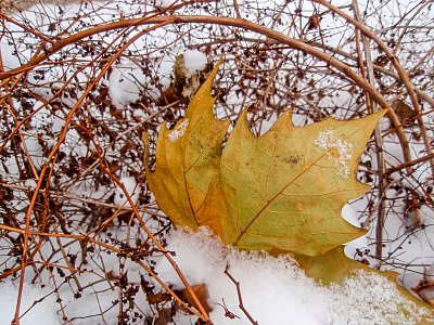 Ve sněhové peřince