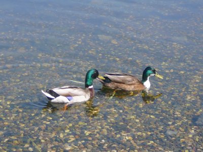 Ve dvou se to lépe plave