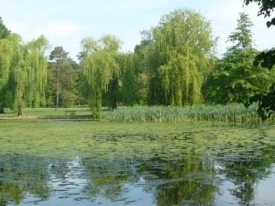 Tam za vodou v rákosí