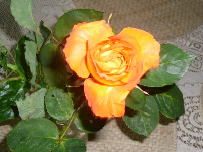 Pocházím od Kolína