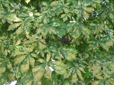 Smutné foto ze Štvanice