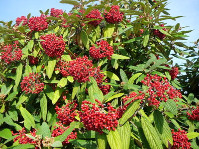 Ke kráse stačí dvě barvy