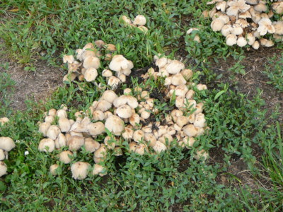 Rostou v Letenských sadech