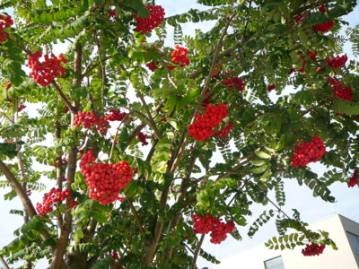 Předzvěst podzimu v Praze