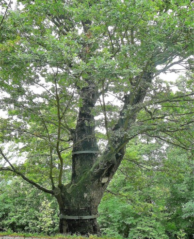 Svatováclavský dub pod Svatou Horou *