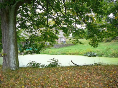 U rybníčku na návsi