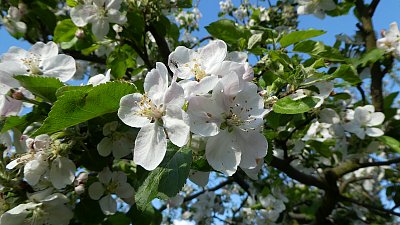 Zahrada je mojí láskou už šedesát let