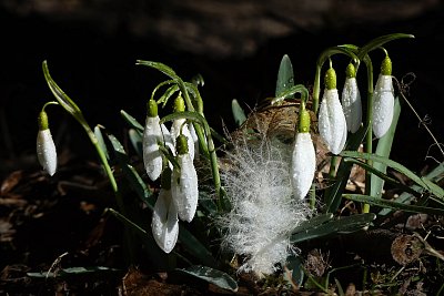 Slavnosti sněženek....