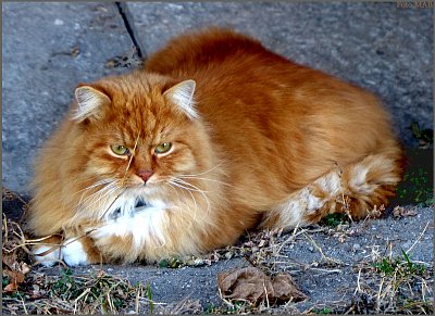 Hronovský pan kocour