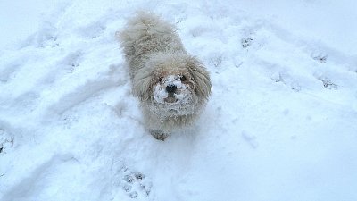 Poprvé, ve svém psím životě