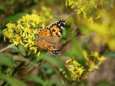 Babočka bodláková....