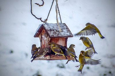 Blíží se Ptačí hodinka. Jak ptákům při krmení neublížit? 
