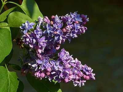 Vůně šeříků....ohlašuje jaro...