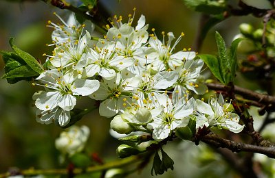 Když nás nespálí mráz, budete pálit Vy *