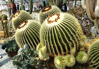 Ze skleníku na Floře v Olomouci