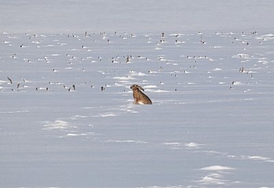 Nekonečná pláň - a já jsem tu sám ...