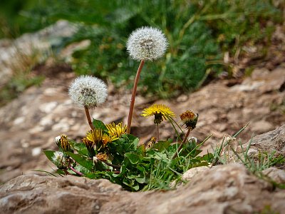 Pampeliška ve skále na samém vrcholu