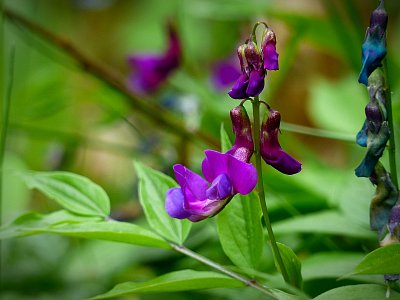 Cestou dolu je čas i na kytičky