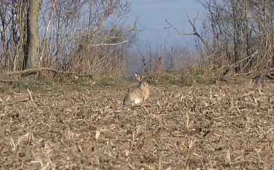 Zajíc polní