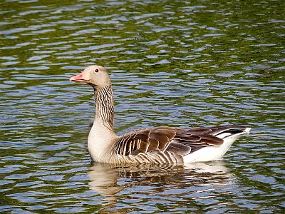 Když jsem já sloužil...a ta husa chodí bosa....