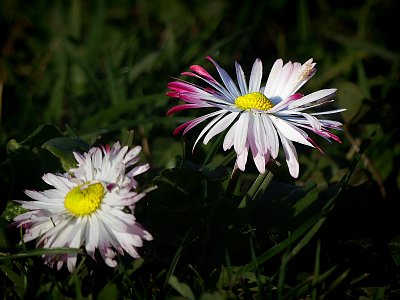 Poslední dvě sedmikrásky*