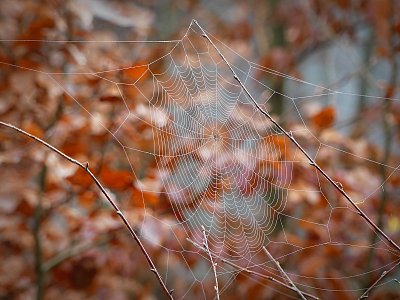 Jedna pavučinková....