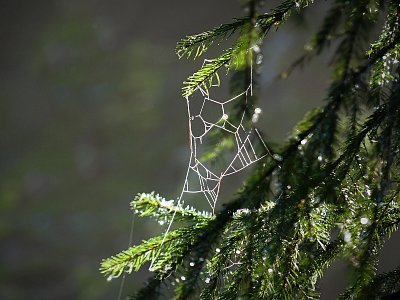 Pavoučkům hlavolam....