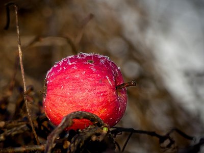 Vánoční jablíčko....